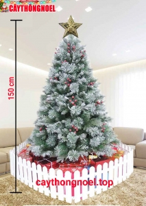Cây Thông Cước Đầu Loa 5 Loại Lá Phủ Tuyết Gắn Trái Đỏ 1m5